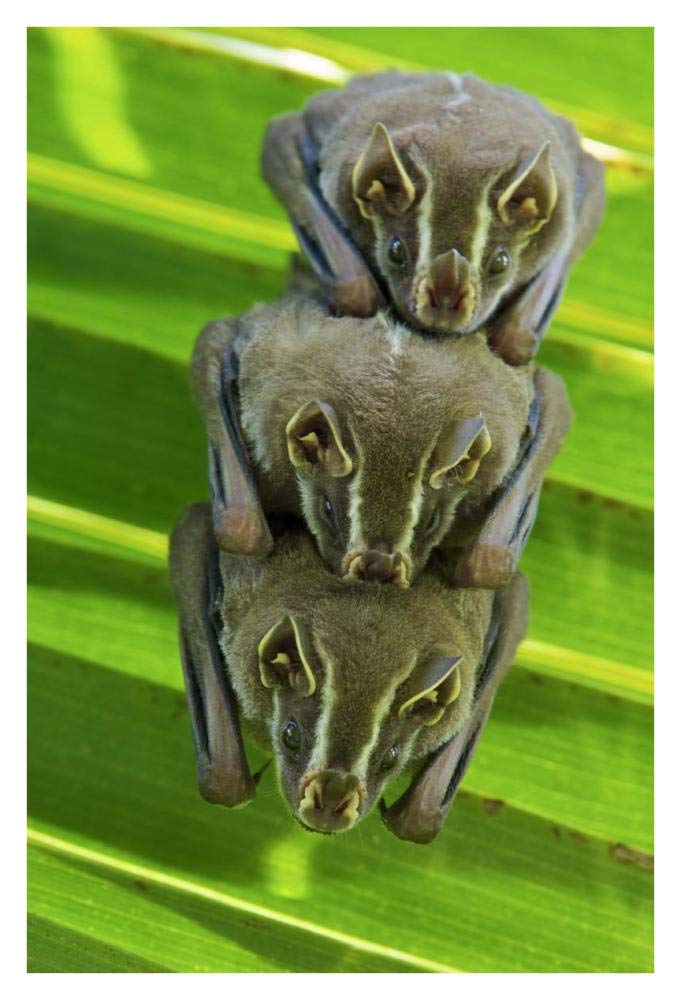 Striped Yellow-eared Bat trio roosting in palm tree, Panama-Paper Art-26x38”