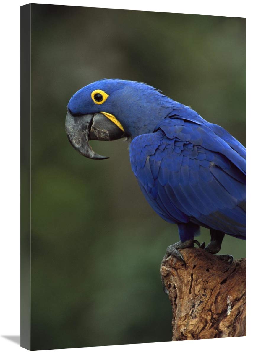 Hyacinth Macaw perched on branch, Cerrado habitat, Brazil-Canvas Art-20x30”