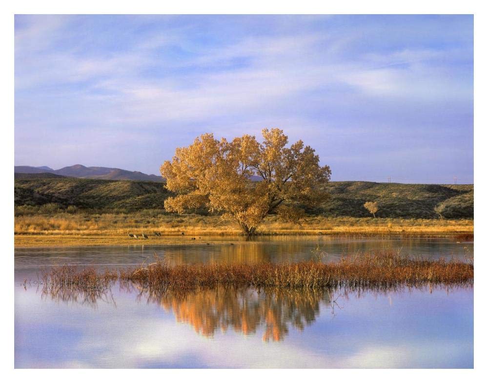 Sandhill Crane flock in pond, Bosque del Apache National Wildlife Refuge, New Mexico-Paper Art-18x14”