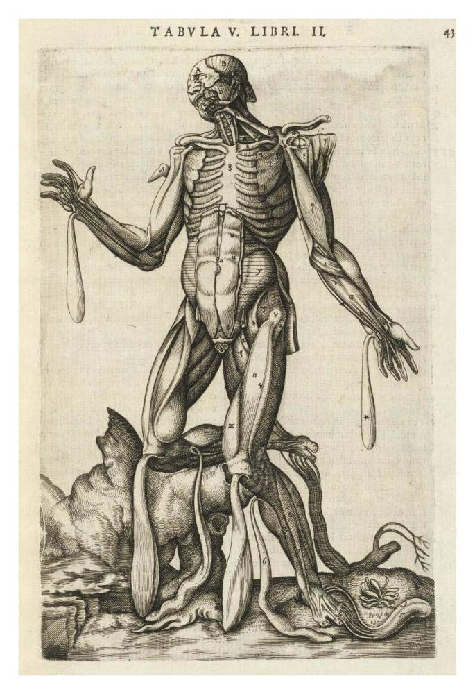 Male figure with muscles and skeleton-Paper Art-26x38”