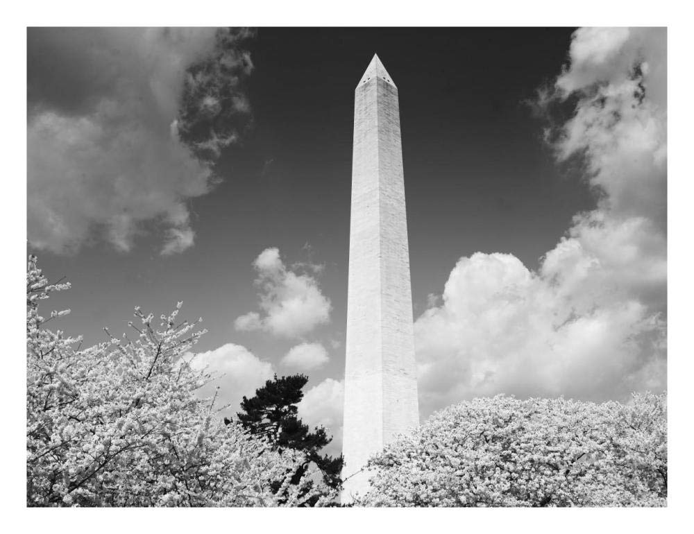 Washington Monument and cherry trees, Washington, D.C. - Black and White Variant-Paper Art-26x20”