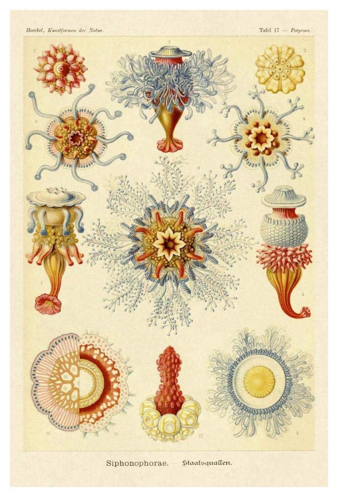 Haeckel Nature Illustrations: Siphoneae Hydrozoa-Paper Art-34x50”
