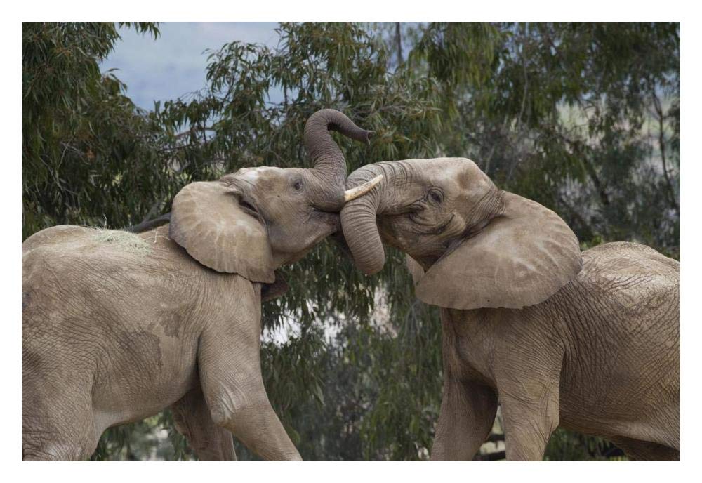 African Elephant bulls sparring, native to Africa-Paper Art-32x22”