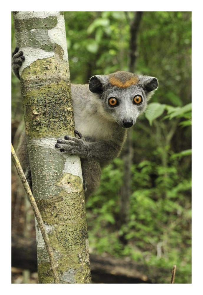 Crowned Lemur female, Ankarana Special Reserve, Madagascar-Paper Art-18x26”