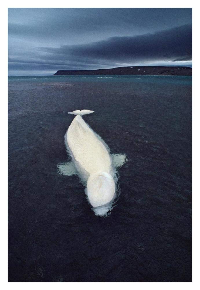Beluga whale stranded at low tide, Somerset Island, Nunavut, Canada-Paper Art-26x38”