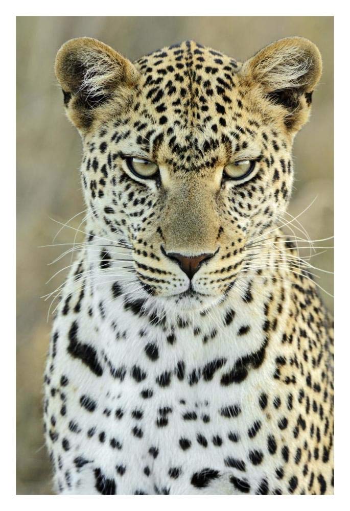 Leopard female, Serengeti National Park, Tanzania-Paper Art-22x32”