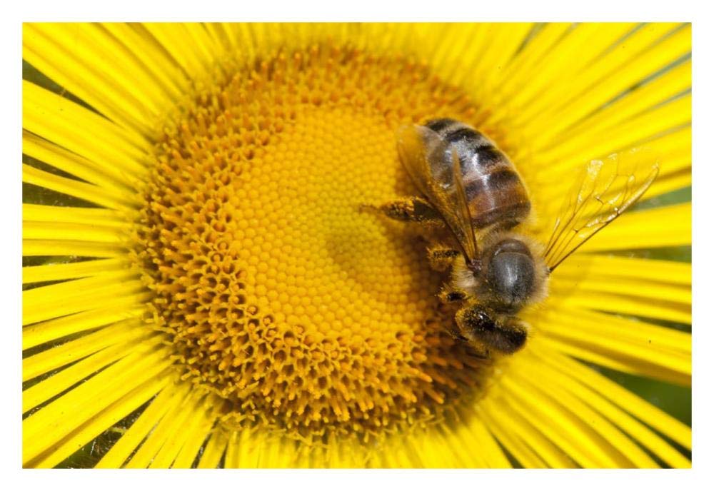 Bee on Alpine Sunflower, British Columbia, Canada-Paper Art-32x22”