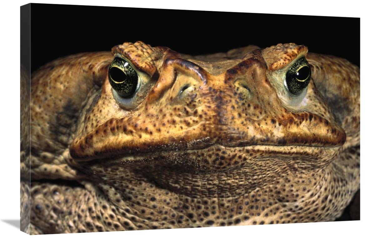 Cururu Toad close-up of face, Cerrado, Piaui State, Brazil-Canvas Art-30x20”