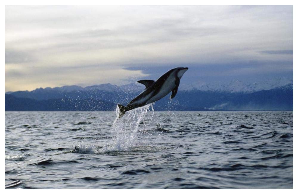 Dusky Dolphin leaping, New Zealand-Paper Art-62x42”