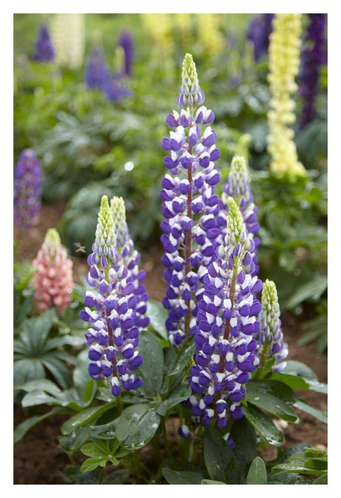 Lupine flowers-Paper Art-26x38”