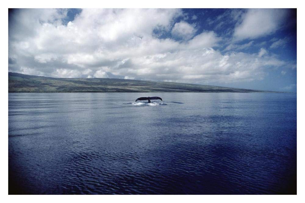 Humpback Whale tail slap, Hawaii-Paper Art-38x26”