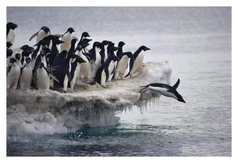 Adelie Penguin leaping into sea from ice apron, Franklin Island, Ross Sea, Antarctica-Paper Art-38x26”