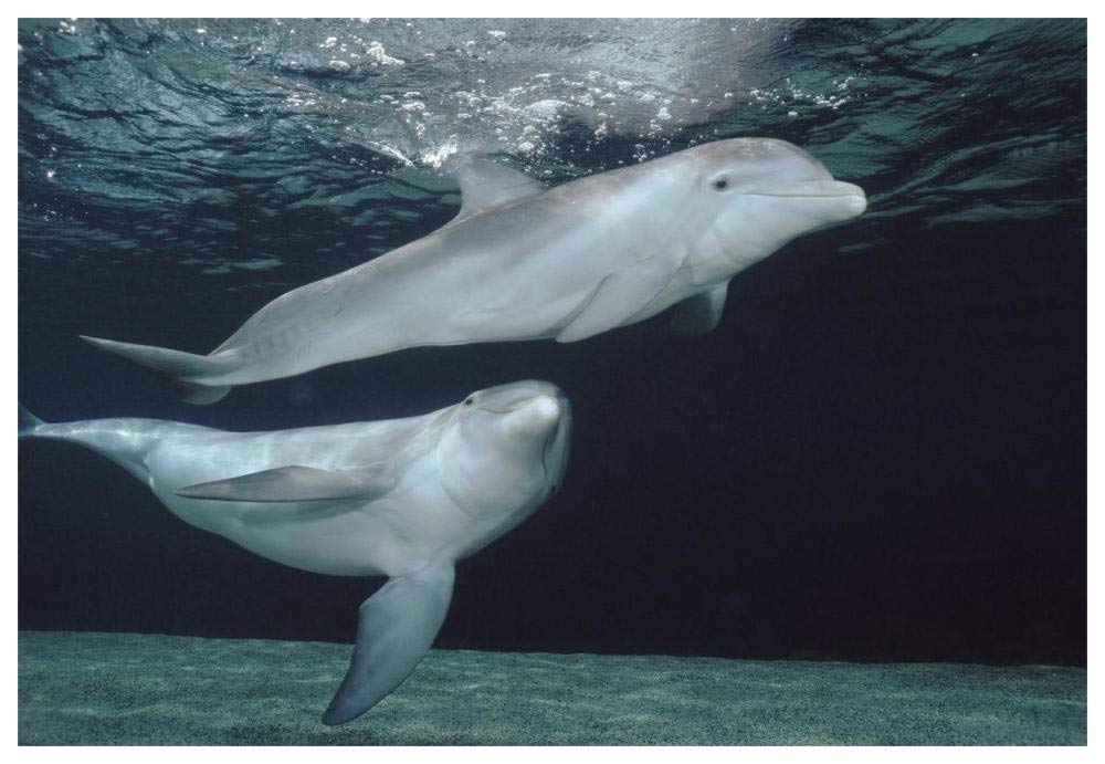 Bottlenose Dolphin underwater pair, Hawaii-Paper Art-62x42”