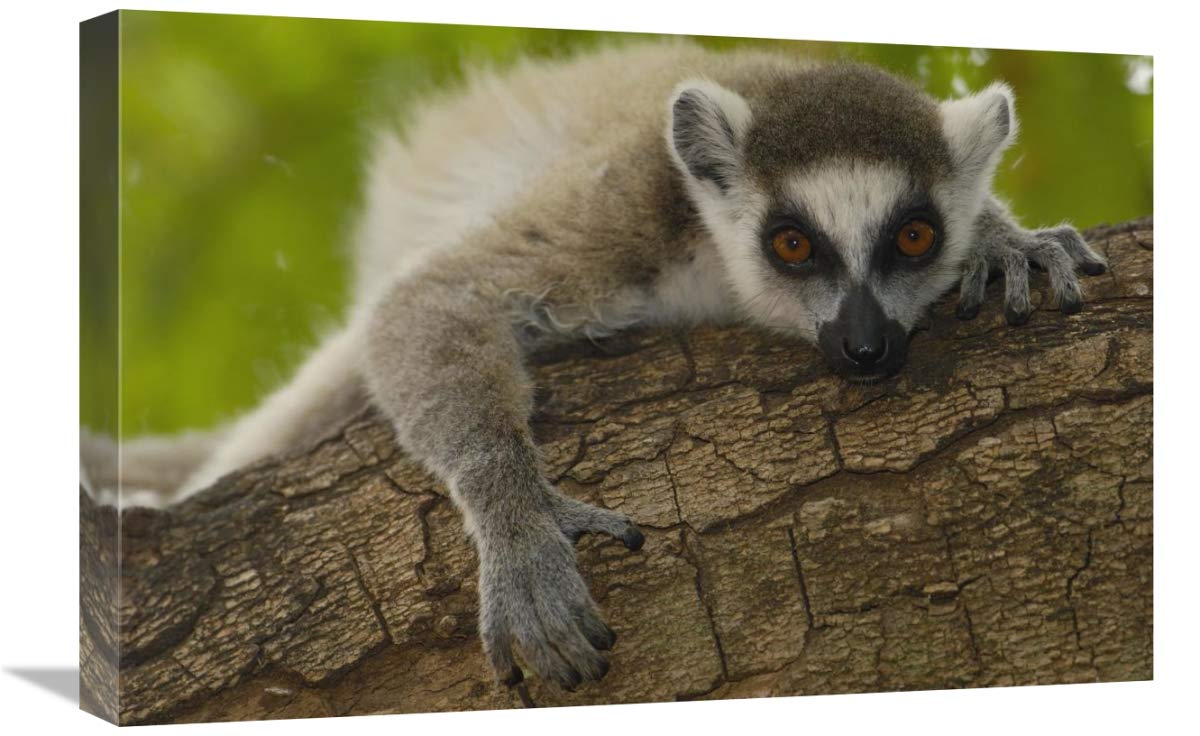 Ring-tailed Lemur portrait, Berenty Reserve, Madagascar-Canvas Art-24x16”