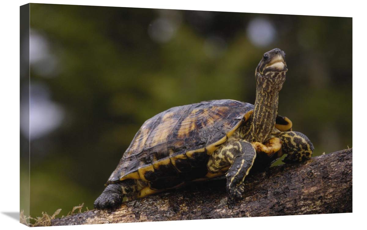 Brown Wood Turtle portrait, Ecuador-Canvas Art-30x20”