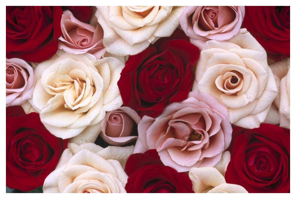 Rose flowers, close up of many different colored Roses, North America and Europe-Paper Art-50x34”