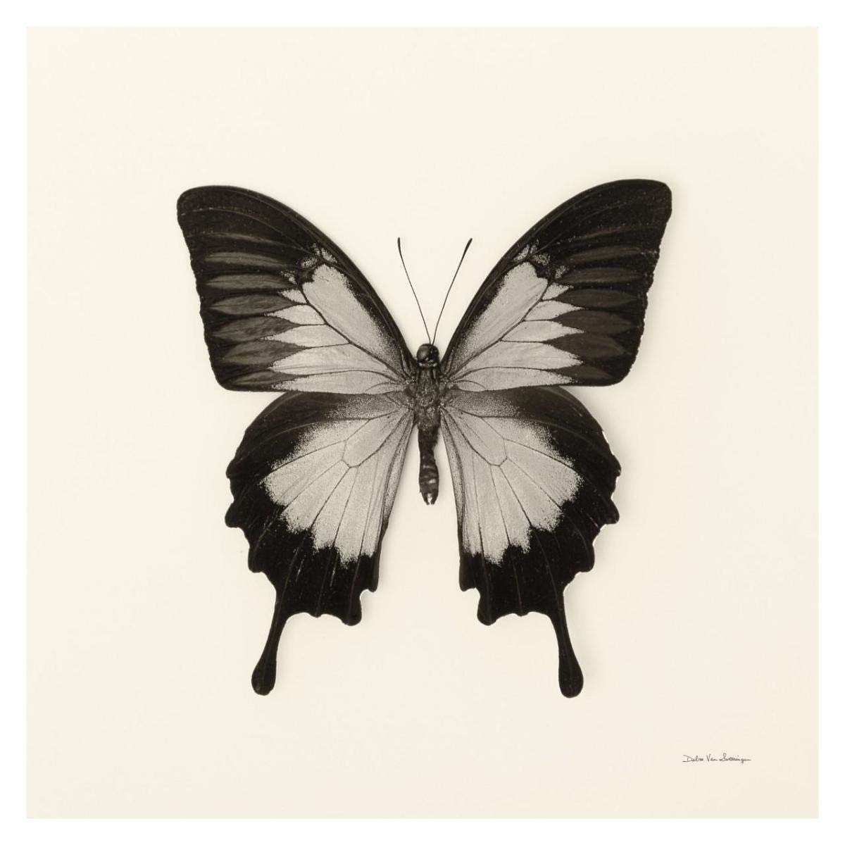 Butterfly III - BW -Paper Art-32x32”