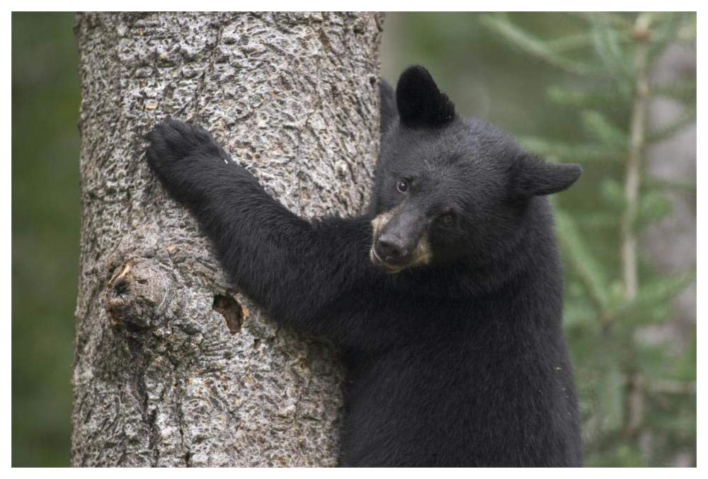 Black Bear cub in tree safe from danger, Orr, Minnesota-Paper Art-62x42”