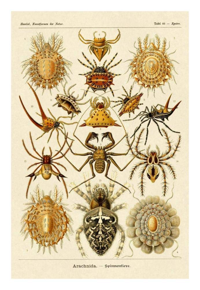 Haeckel Nature Illustrations: Spiders-Paper Art-18x26”