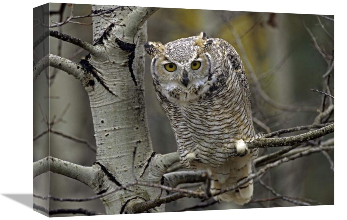 Great Horned Owl pale form, Kootenays, British Columbia, Canada-Canvas Art-16x12”