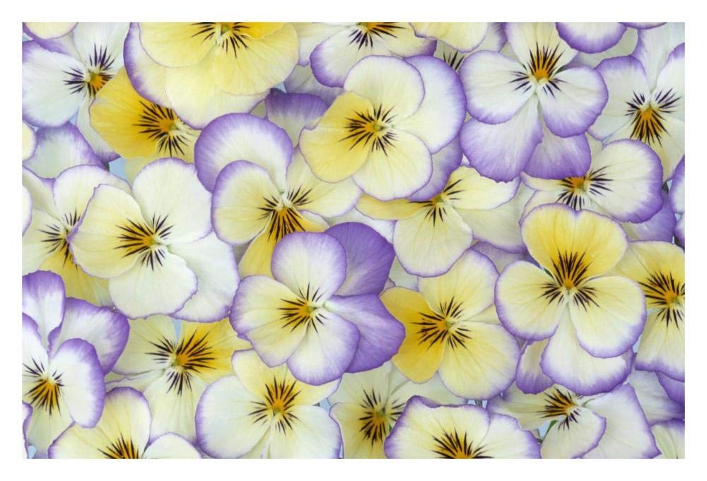 Violet flowers in white, yellow and purple, Europe and North America-Paper Art-32x22”