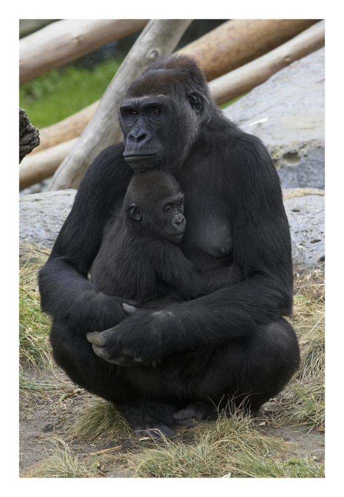Western Lowland Gorilla mother and baby, native to Africa-Paper Art-18x26”