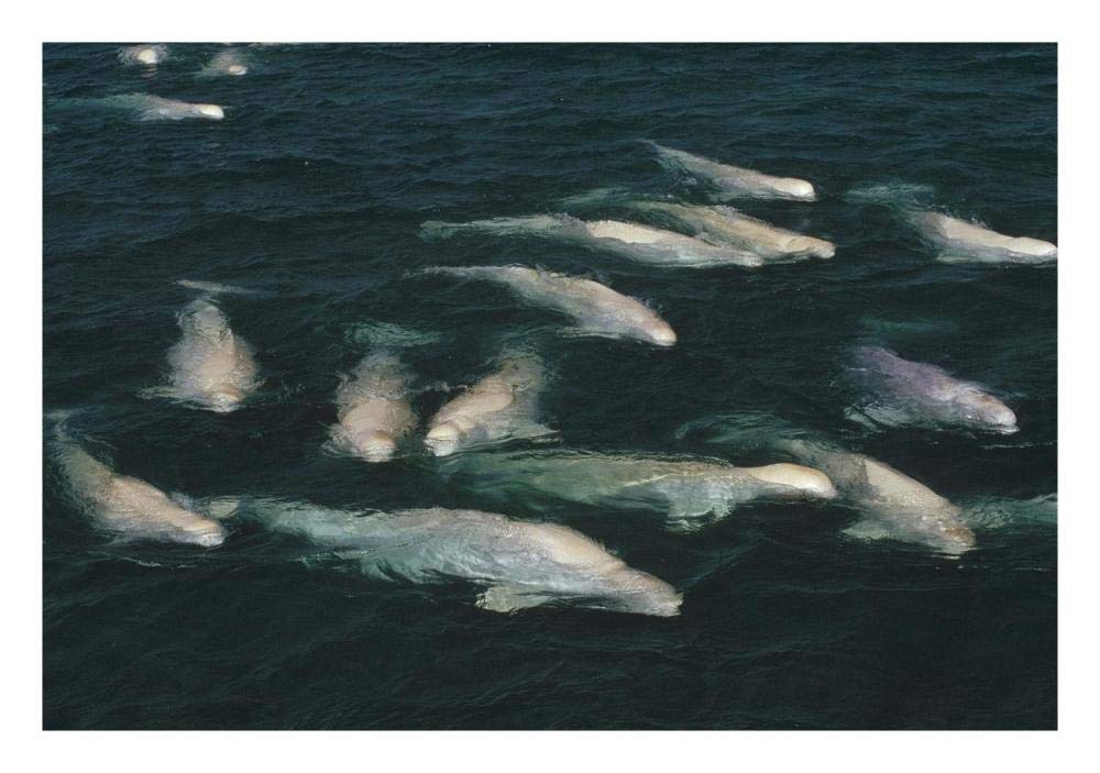 Beluga whale, group surfacing, Cunningham Inlet, NWT, Canada-Paper Art-26x18”