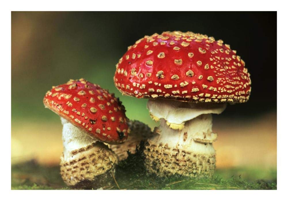 Fly Agaric pair, highly toxic, grows under pine trees, Europe-Paper Art-26x18”