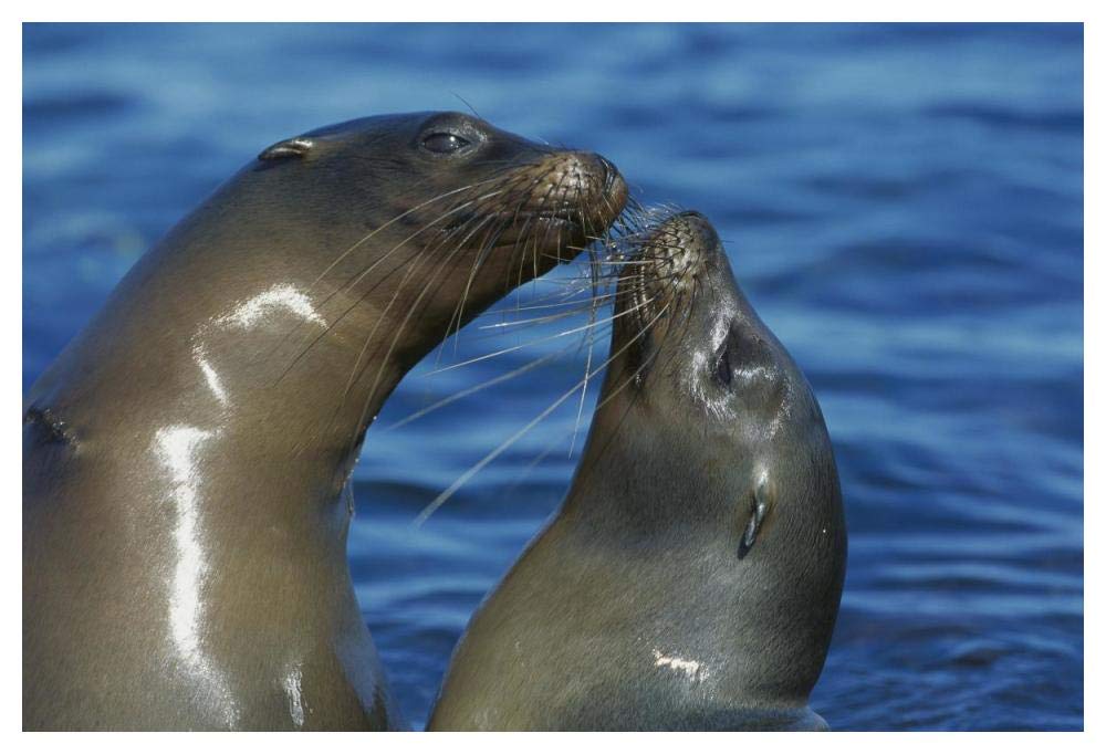 Galapagos Sea Lion females socializing, Punta Espinosa, Fernandina Island, Galapagos Islands-Paper Art-50x34”