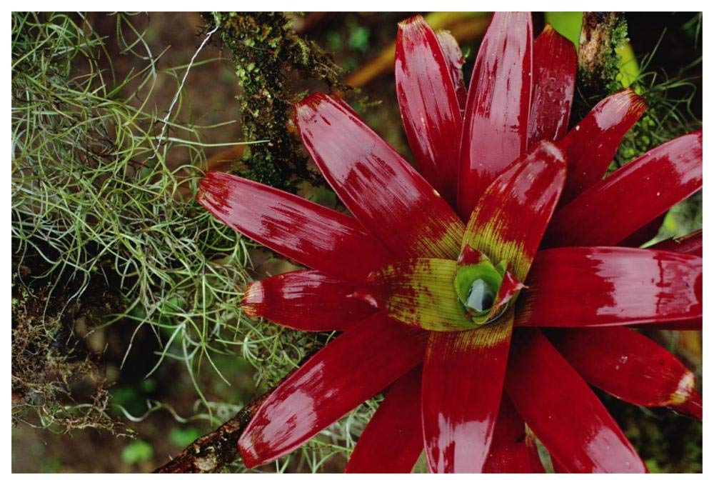 Tufted Airplant and Spanish Moss , La Planada Reserve, Colombia-Paper Art-62x42”