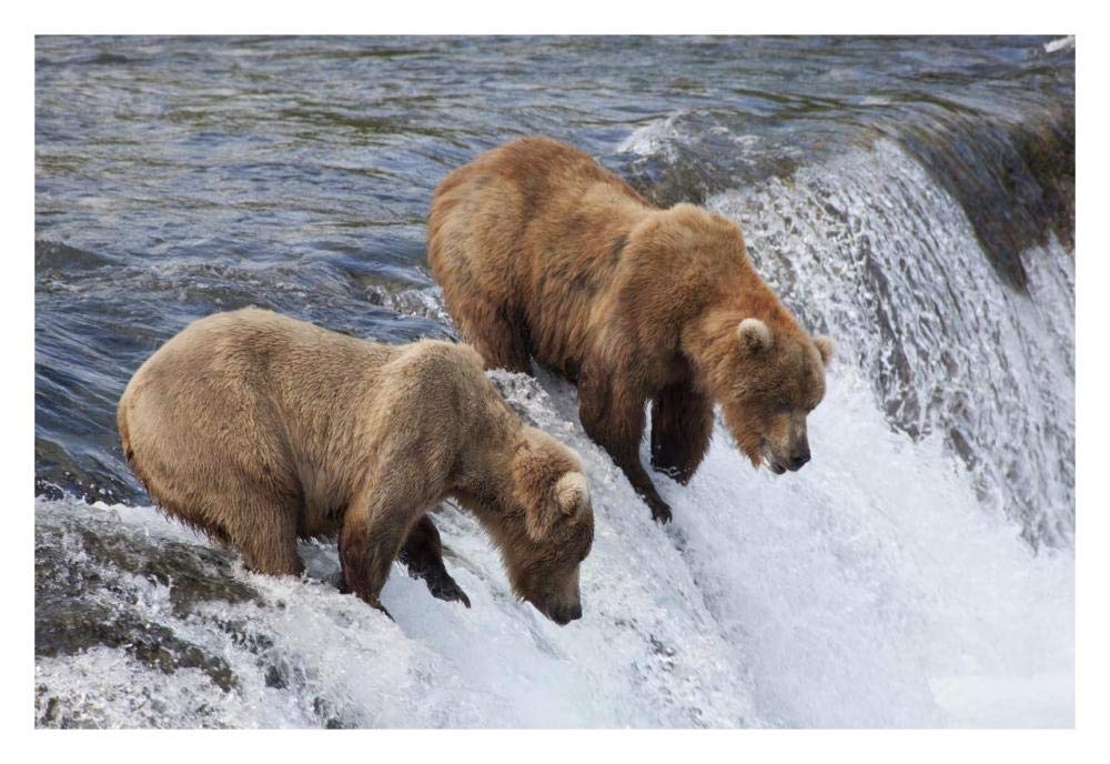 Grizzly Bear males waiting for salmon at Brooks Falls, Katmai National Park, Alaska-Paper Art-32x22”