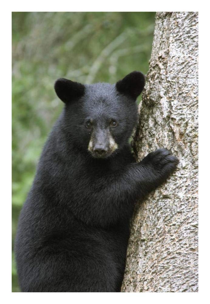 Black Bear cub in tree safe from danger, Orr, Minnesota-Paper Art-18x26”