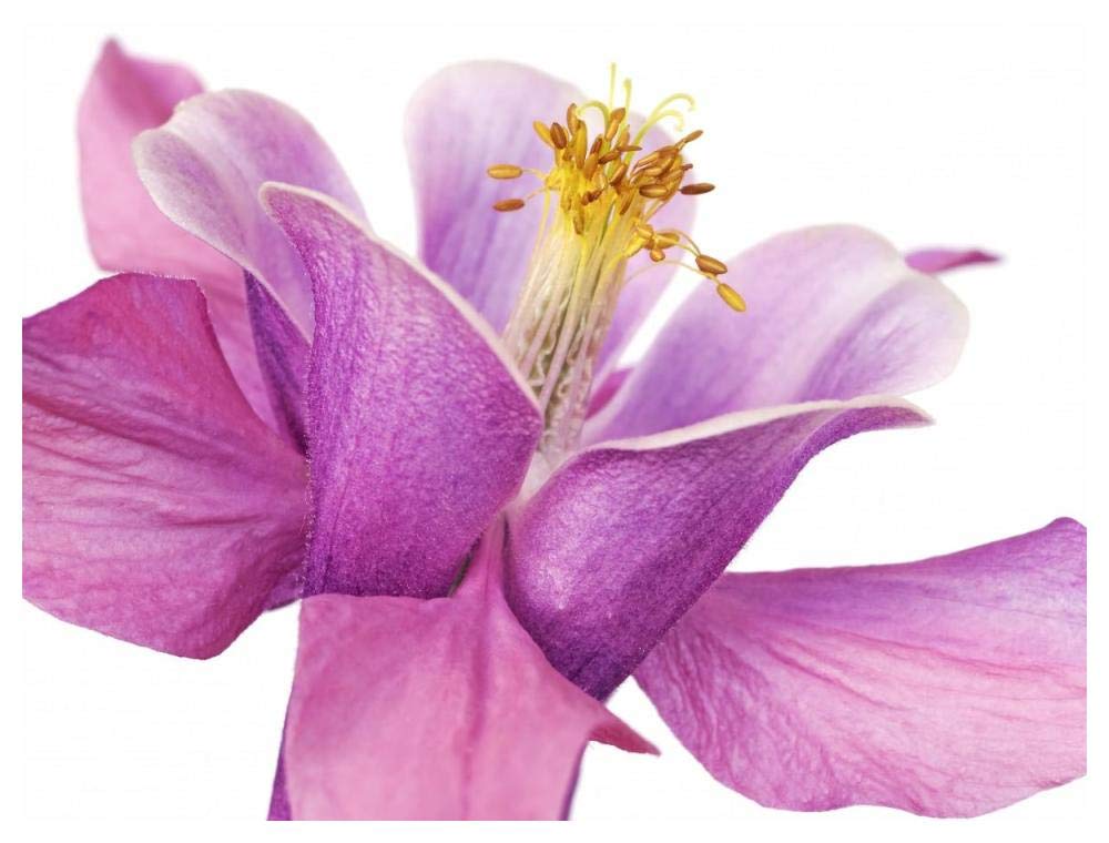 Dark columbine close-up-Paper Art-50x38”