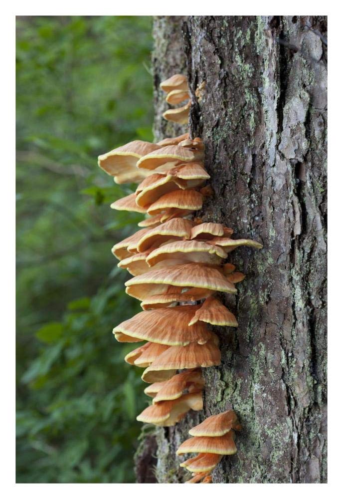 Chicken of the Woods fungus growing on tree trunk, Tongass National Forest, Alaska-Paper Art-22x32”