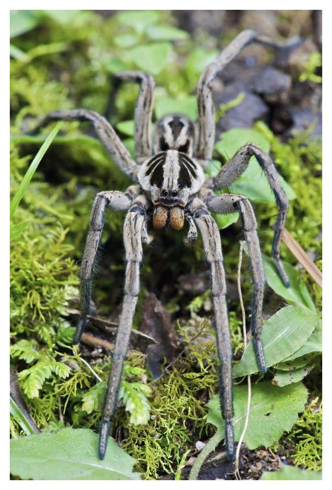 Wolf Spider male, Mindo, western slope of Andes, Ecuador-Paper Art-34x50”