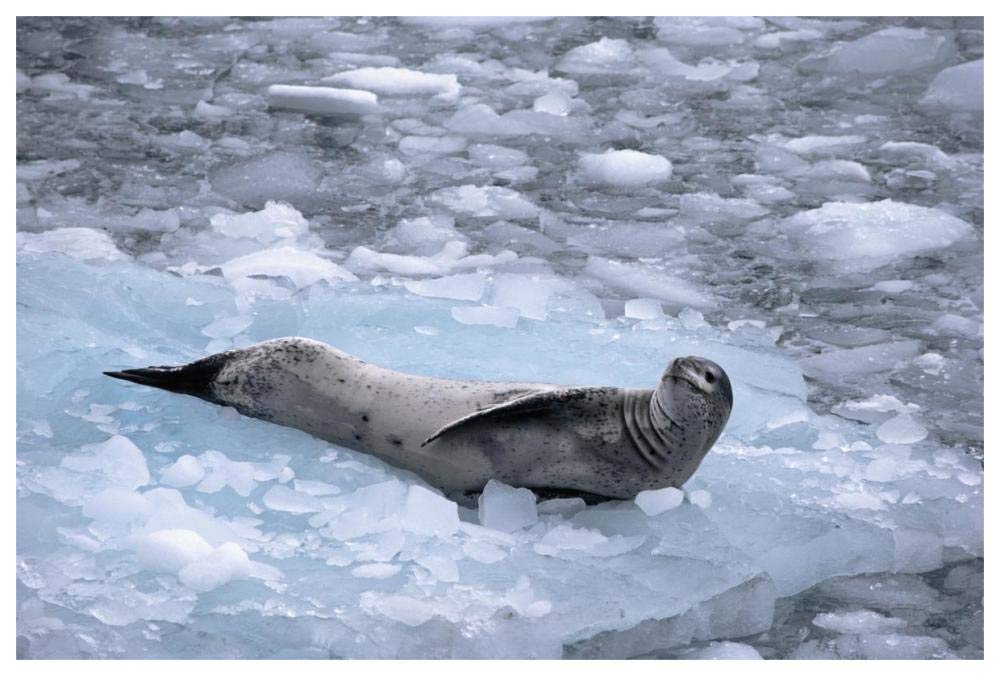 Leopard Seal reclining on ice floe, Antarctica-Paper Art-62x42”