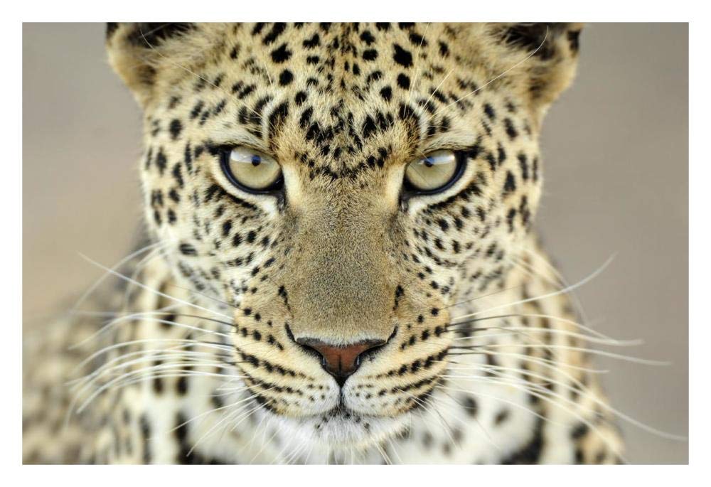 Leopard female, Serengeti National Park, Tanzania-Paper Art-32x22”