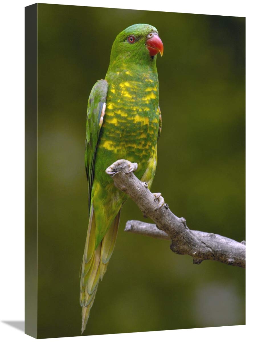 Scaly-breasted Lorikeet , Brisbane, Australia-Canvas Art-16x24”