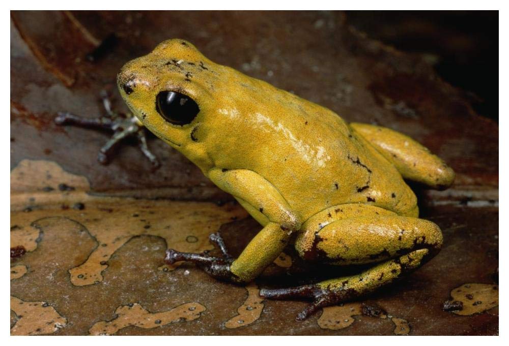 Black-legged Poison Dart Frog, Colombia-Paper Art-50x34”