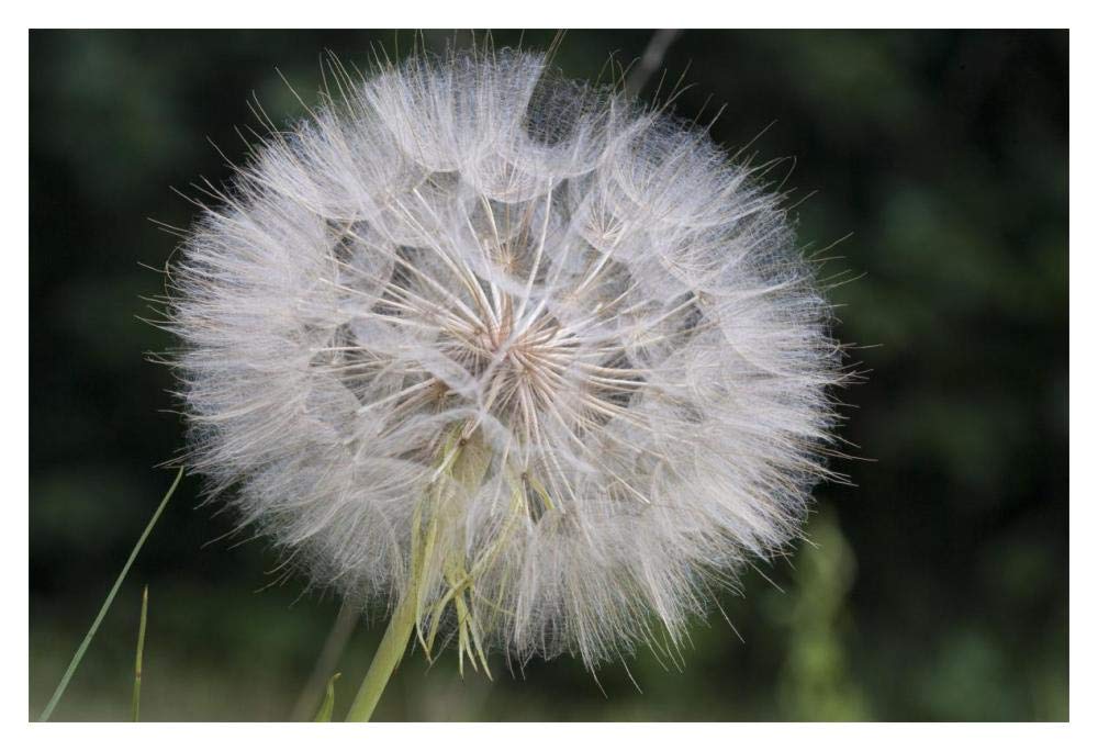 Dandelion seed head, Spruce Woods Provincial Park, Manitoba, Canada-Paper Art-20x14”