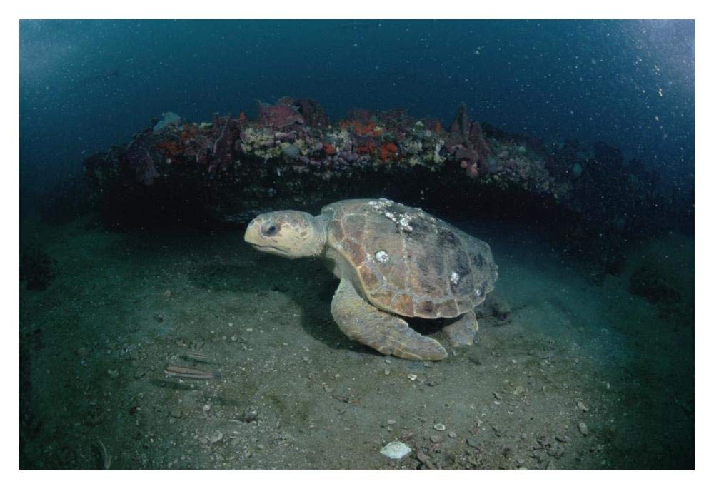 Loggerhead Sea Turtle on coral reef, Greys Reef NMS, Georgia-Paper Art-38x26”