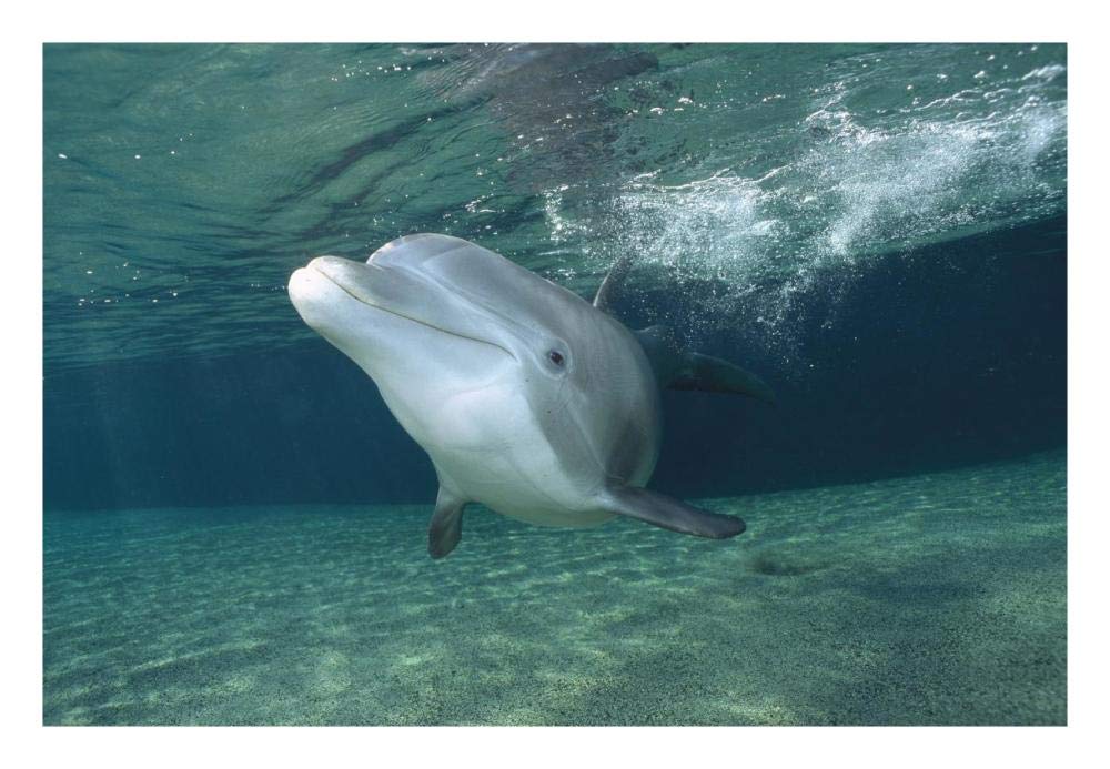Bottlenose Dolphin, Hawaii-Paper Art-26x18”