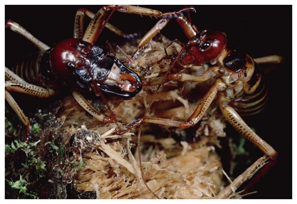 Tree Weta male with larger head and female, New Zealand-Paper Art-62x42”