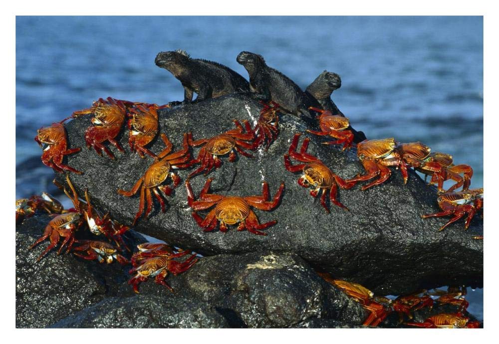 Sally Lightfoot Crabs and Marine Iguanas, Mosquera Island, Galapagos Islands, Ecuador-Paper Art-32x22”