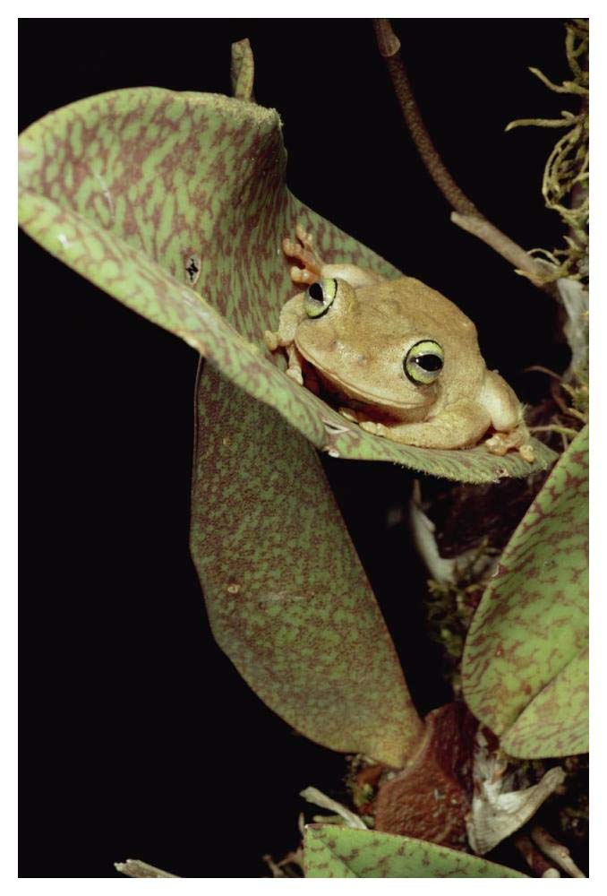 Tree Frog in canopy orchid, Trinidad-Paper Art-34x50”