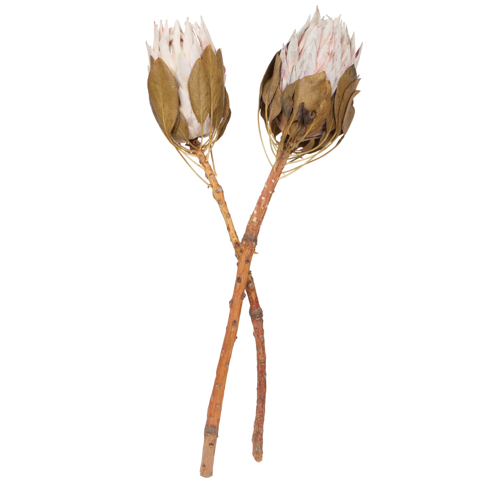 Casafoyer 11-13” Blush King Protea Stem 2Pk - (Pack Of 2)