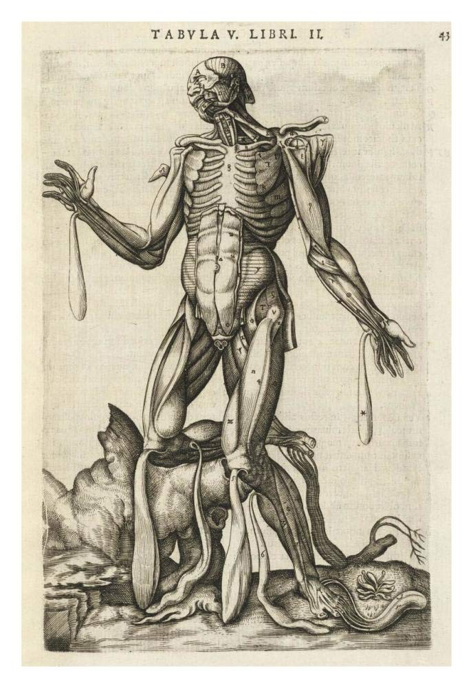 Male figure with muscles and skeleton-Paper Art-22x32”