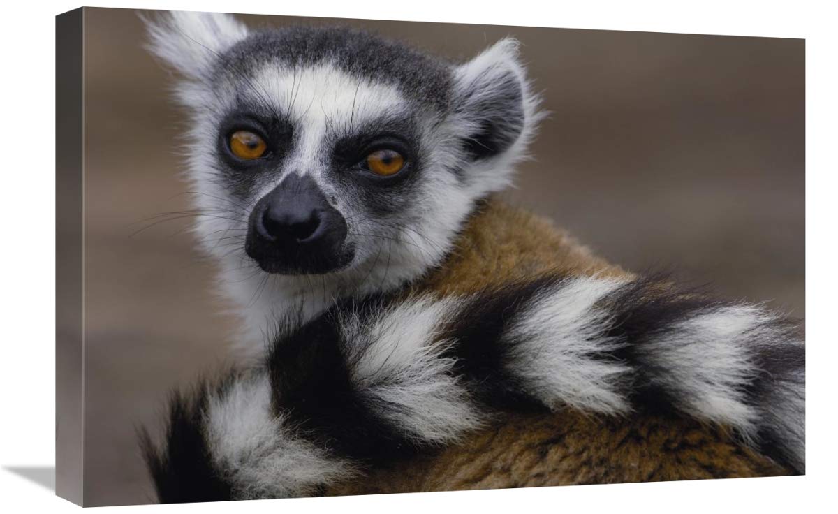 Ring-tailed Lemur portrait in the Andringitra Mountains, Madagascar-Canvas Art-24x16”