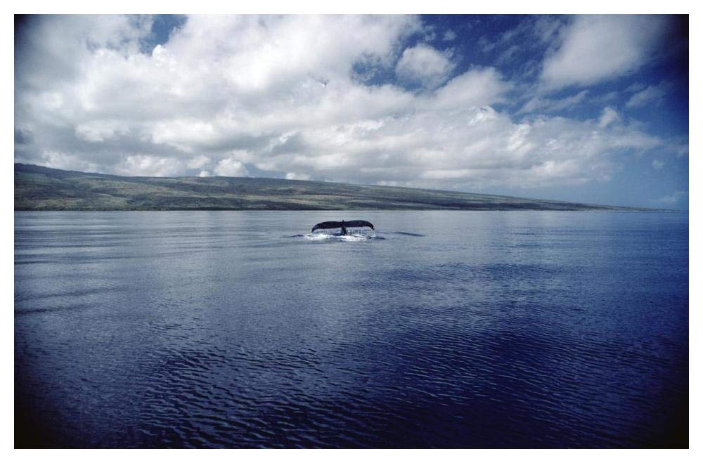 Humpback Whale tail slap, Hawaii-Paper Art-50x34”