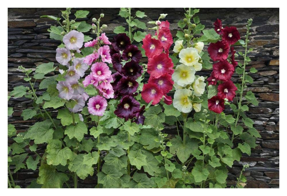 Holly Hock flowers-Paper Art-38x26”